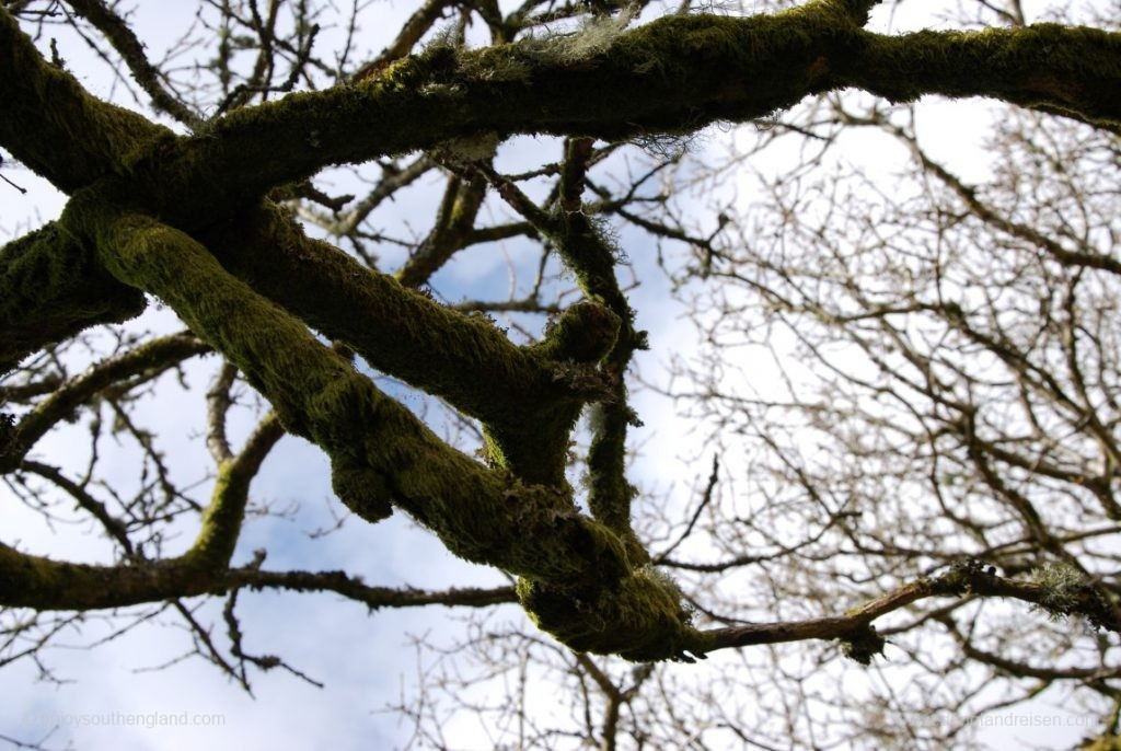 Whistman's Wood im Dartmoor