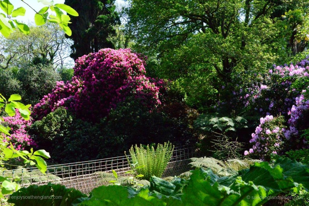 Üppige Rhododendren in einem tiefen Tal, dem Dschungel der Lost Gardens of Heligan
