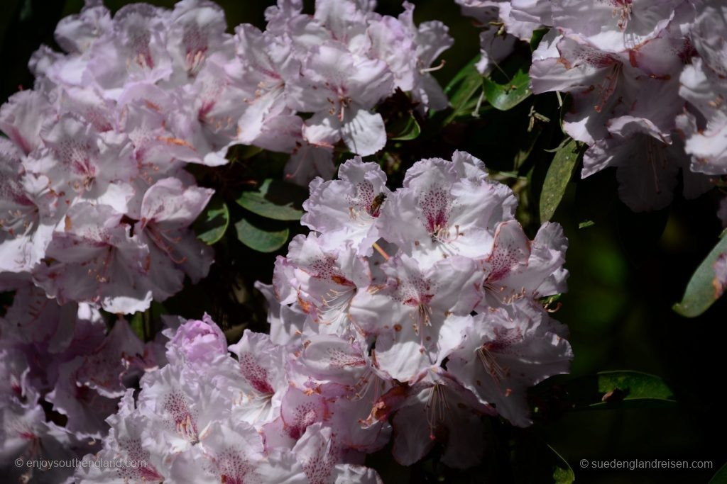 Impressionen vom Subtropical Garden in Abbotsbury