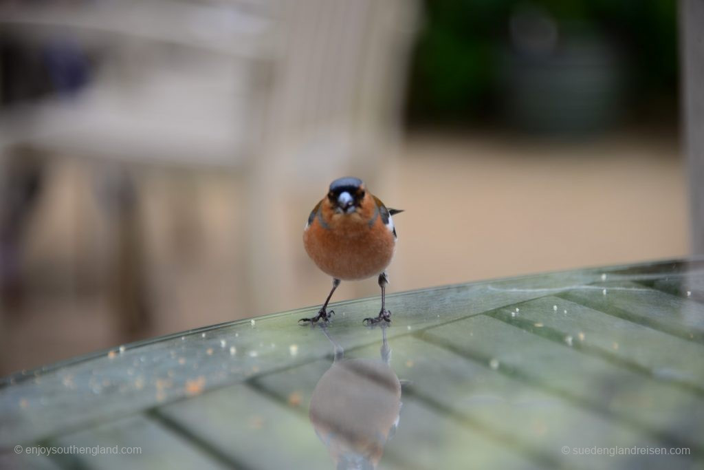 DIe einheimische Vogelwelt begrüßt die Besucher