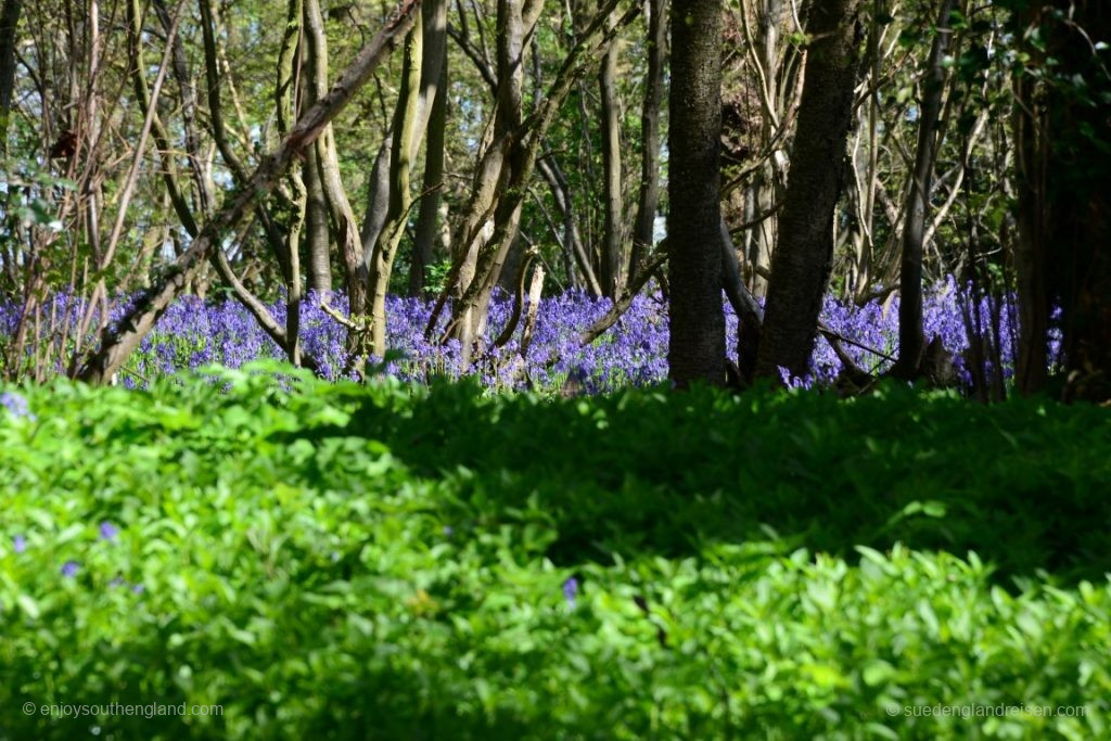 Bluebells entlang der Straße