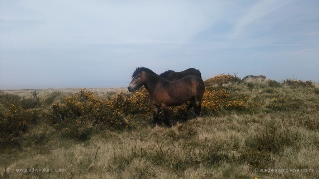 Exmoor ponies are often encountered while walking in the area
