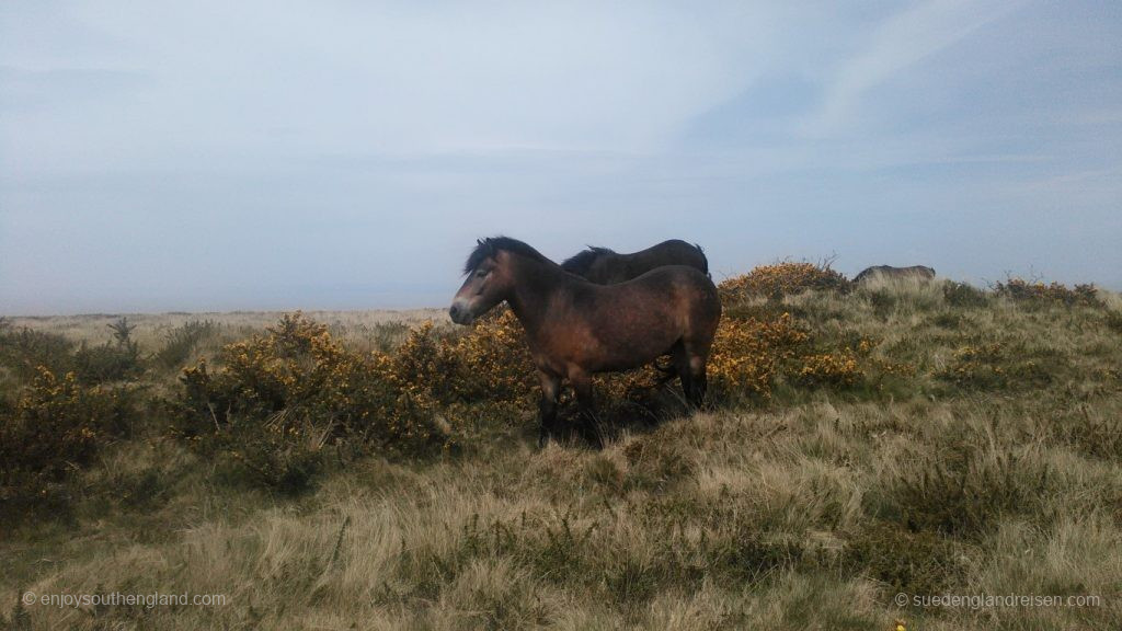 Die Ponys begegnen einem oft auf den Wanderungen.