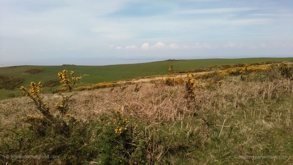 Wanderung auf den North Hill zum Selworthy Beacon: Der Hügel ist direkt am Meer an den Cliffs, oben blüht knallgelb der Ginster, dahinter grasen die Schafe auf grünen Wiesen und dahinter mehr oder weniger blau das Meer (der Bristol Channel).