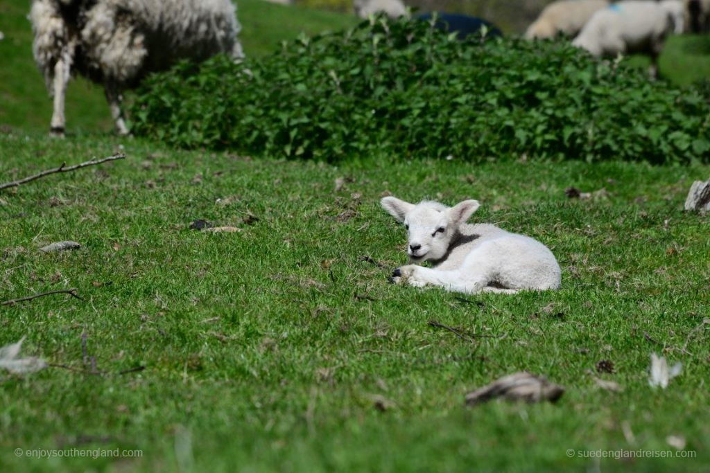 England im Frühjahr