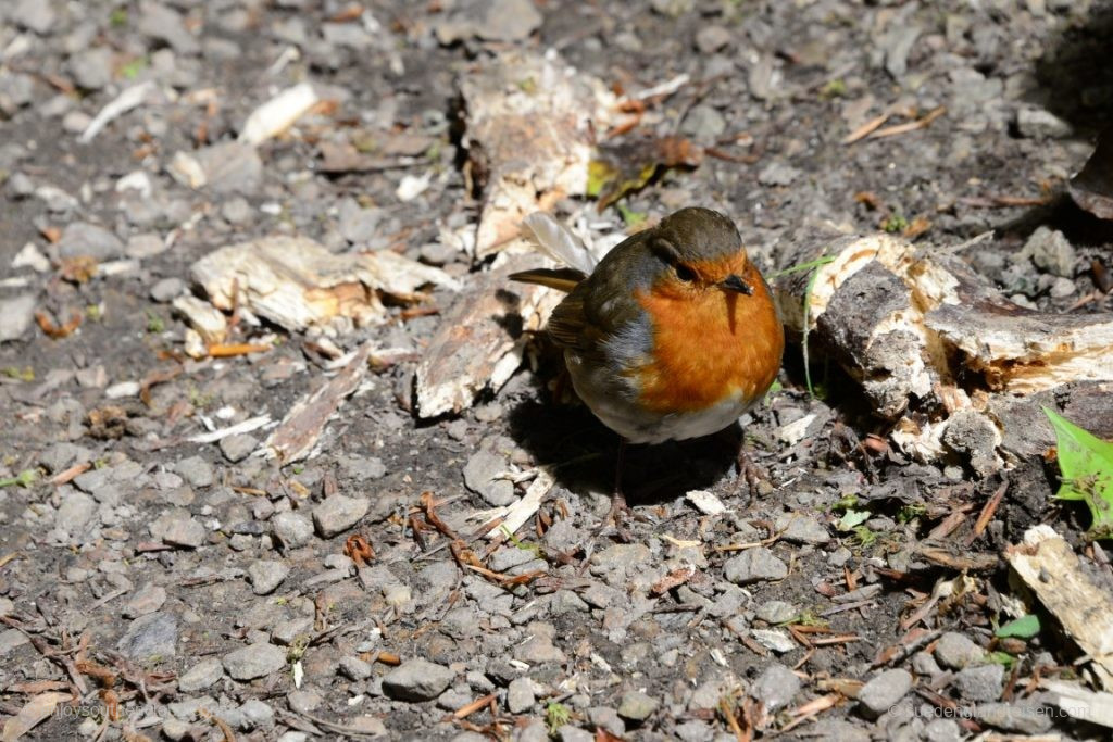 Nicht zu vergessen die sehr zutraulichen Vögel