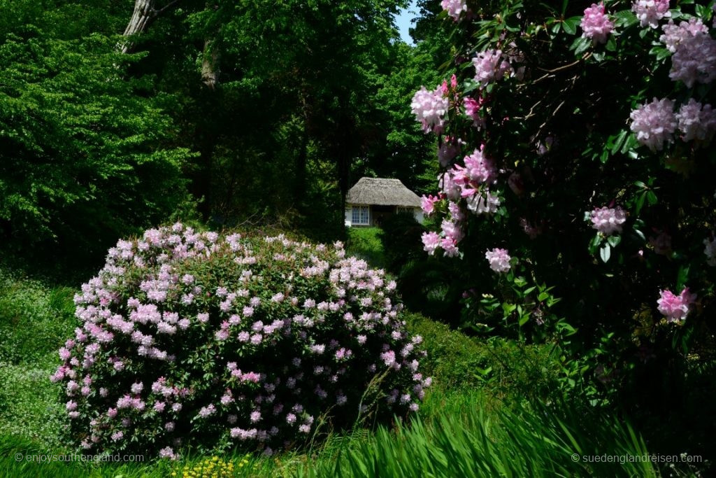 aber volle Blüte ist natürlich viel schöner