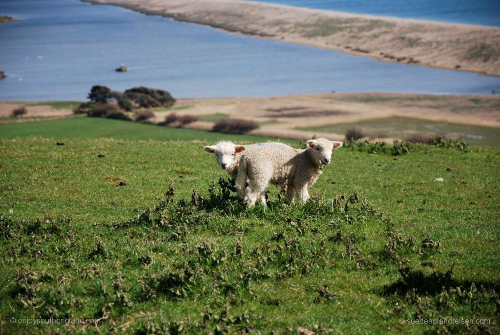 Lämmer an der Küste Dorsets (Jurassic Coast)