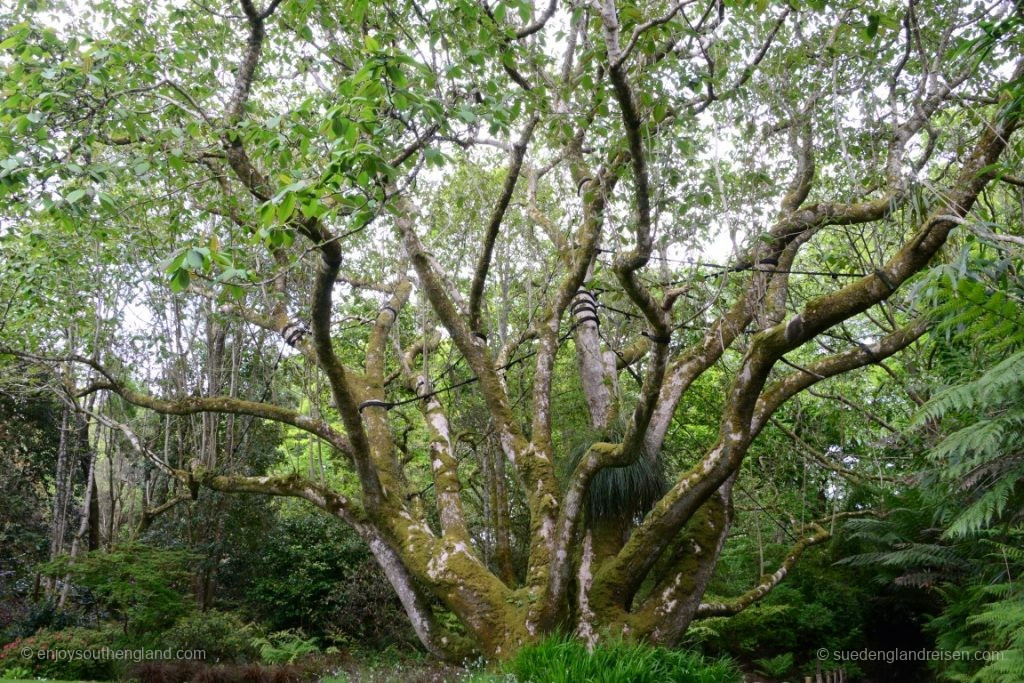 Das ist übrigens kein echter Baum, sondern eine Magnolie! Eine "Magnolia Campellii" aus dem Himalaya