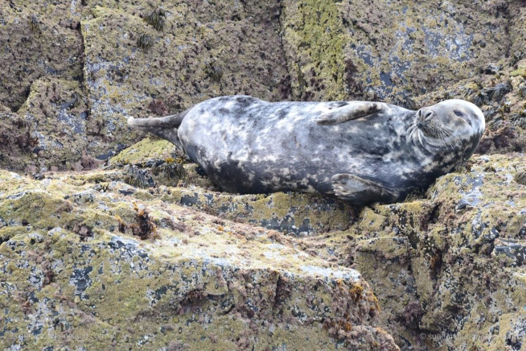 tiefenentspannte Robbe auf Seal Island