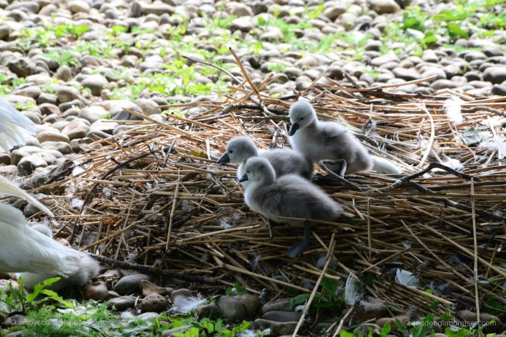 Familienausflug in der Swannery in Abbotsbury