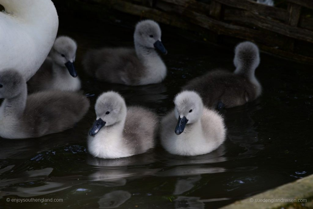 Oft waren die kleinen Schwäne noch nicht im Wasser!