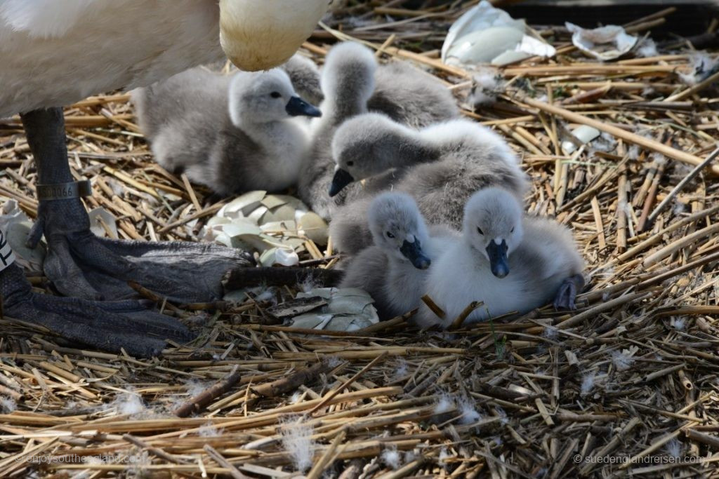 Und die Baby Swanes sind teilweise gerade erst geschlüpft!