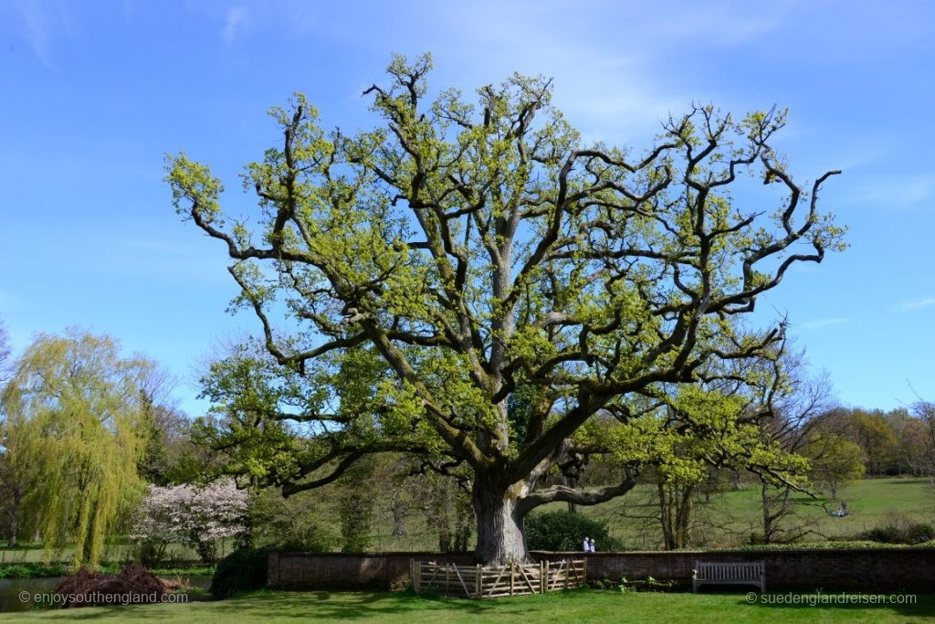 Scotney Castle - einfach mächtig, dieser Baum!