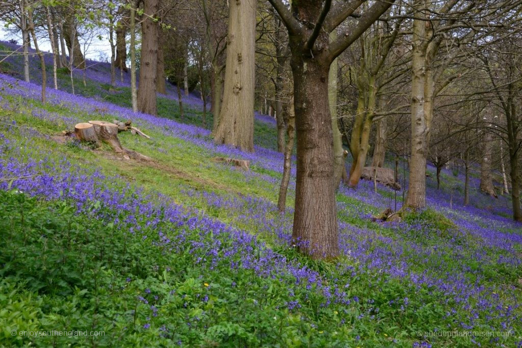 Endlose Bluebell-Wälder in Emmets Garden