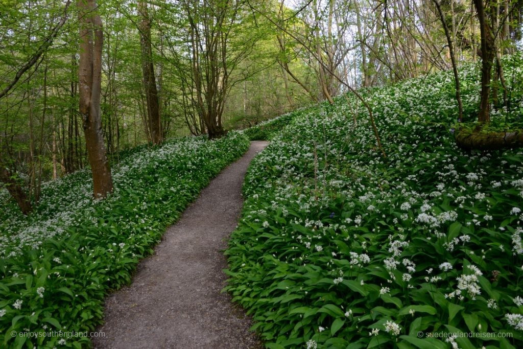 Wild Garlic Walk