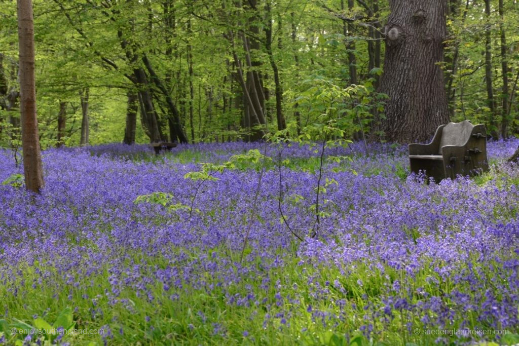 Bluebell Feld - da muß man sich einfach mal ausruhen!