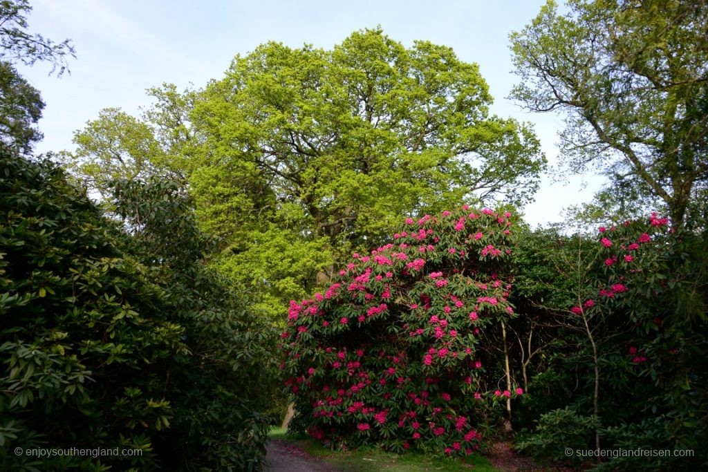 Die ersten Rhododendren blühen erst jetzt, so spät sind wir im dran dieses Jahr!