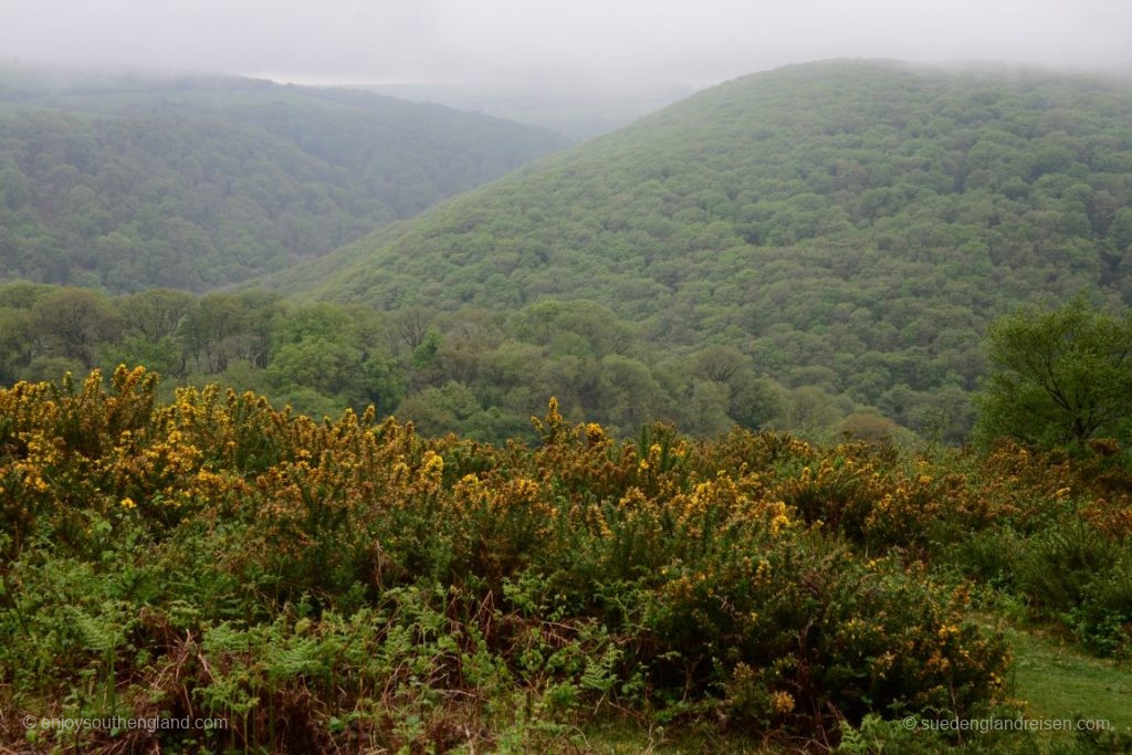 Exmoor – Deeply Wooded Glens (with Blooming Broom)