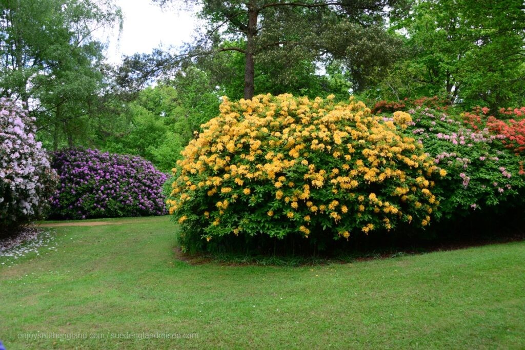 Bowood Rhododendron Garden - ein nur kurzzeitig zur Rhododendronblüte geöffneter Garten