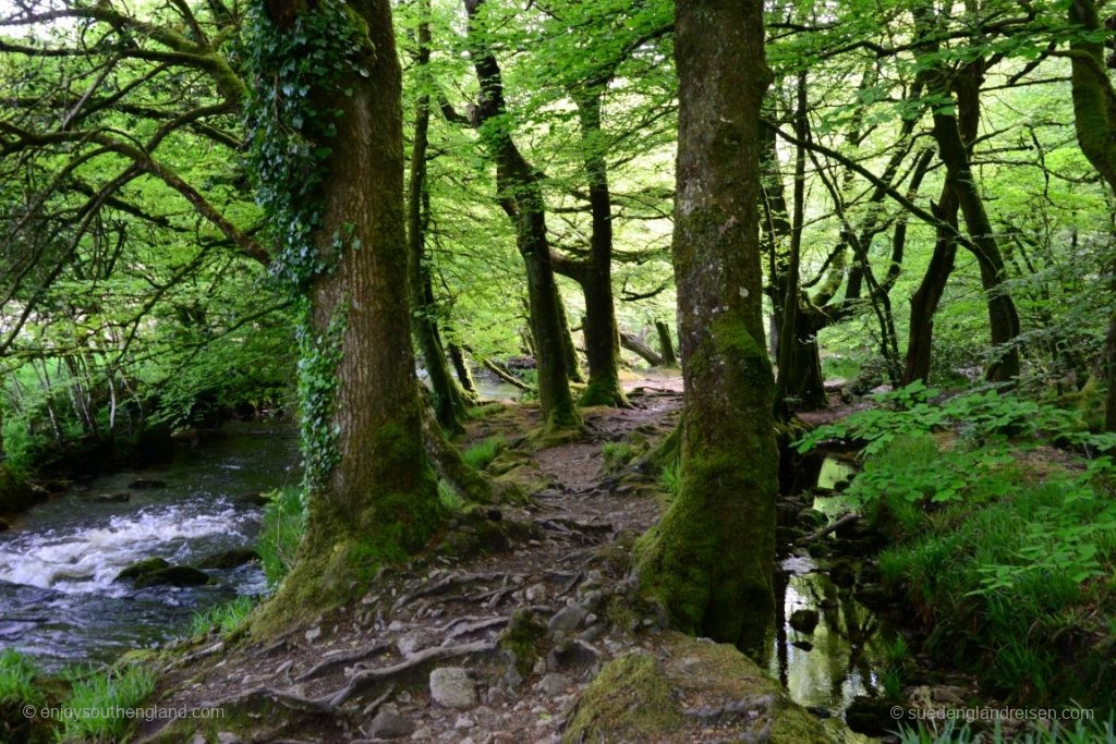 bei den Golitha Falls im Bodmin Moor