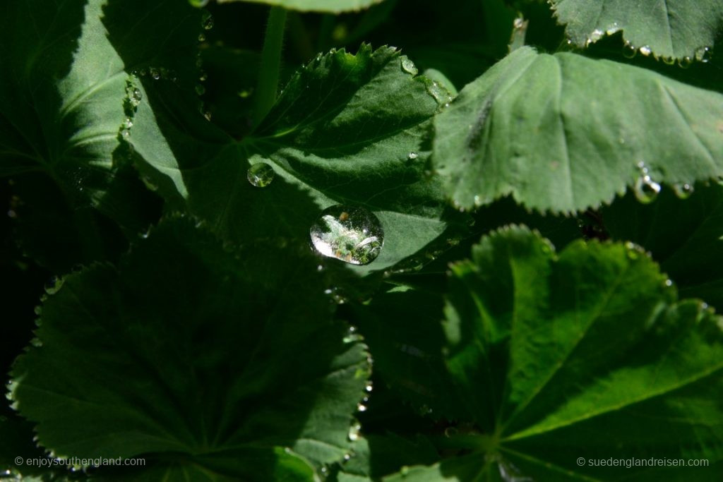 Ein Wassertropfen in einer Pflanze - es ist wie immer nichts nachbearbeitet!