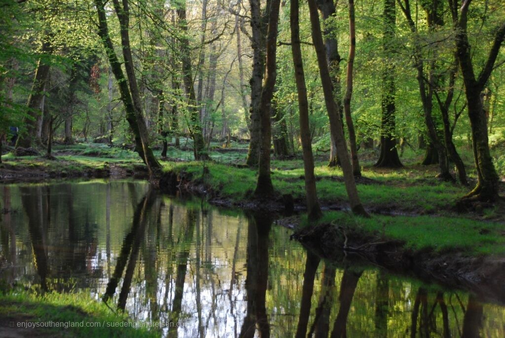 Der New Forest in Hampshire ist ein uraltes Wald- und Wiesenareal