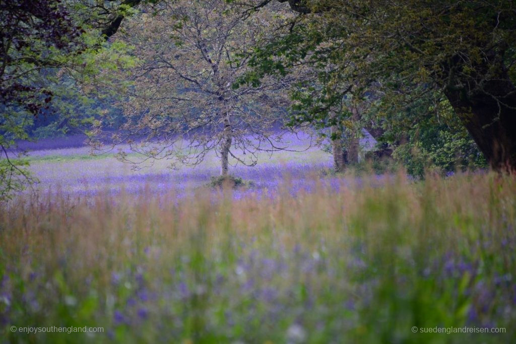 Bluebell-Feld in Enys Gardens in Cornwall