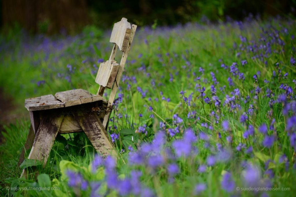 Einfach mal in den Bluebells sitzen und entspannen