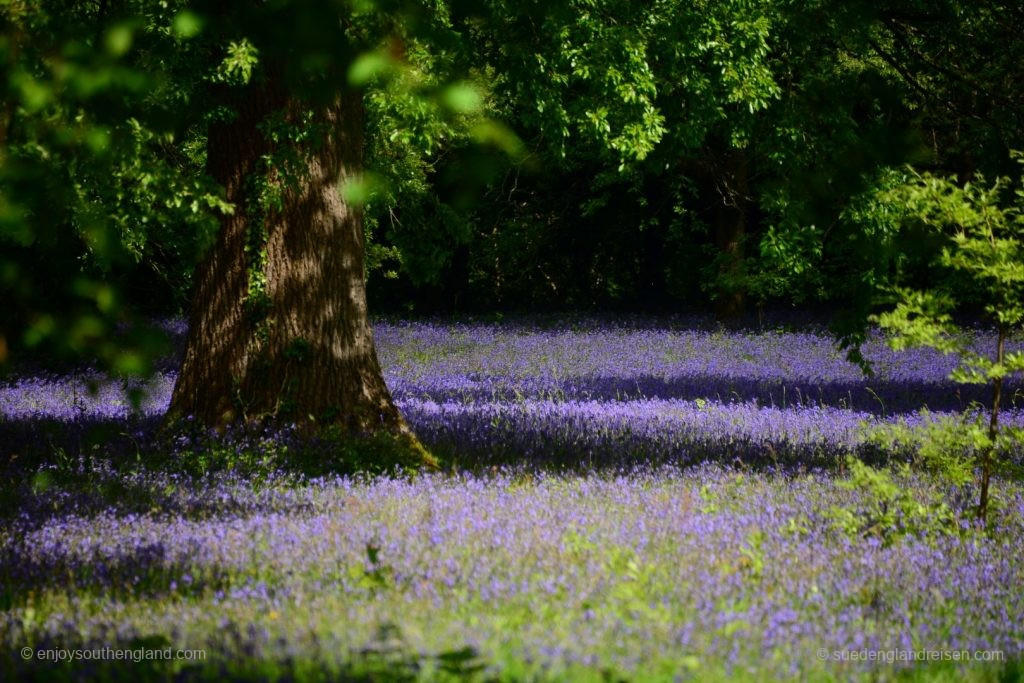 Bluebells über Bluebells