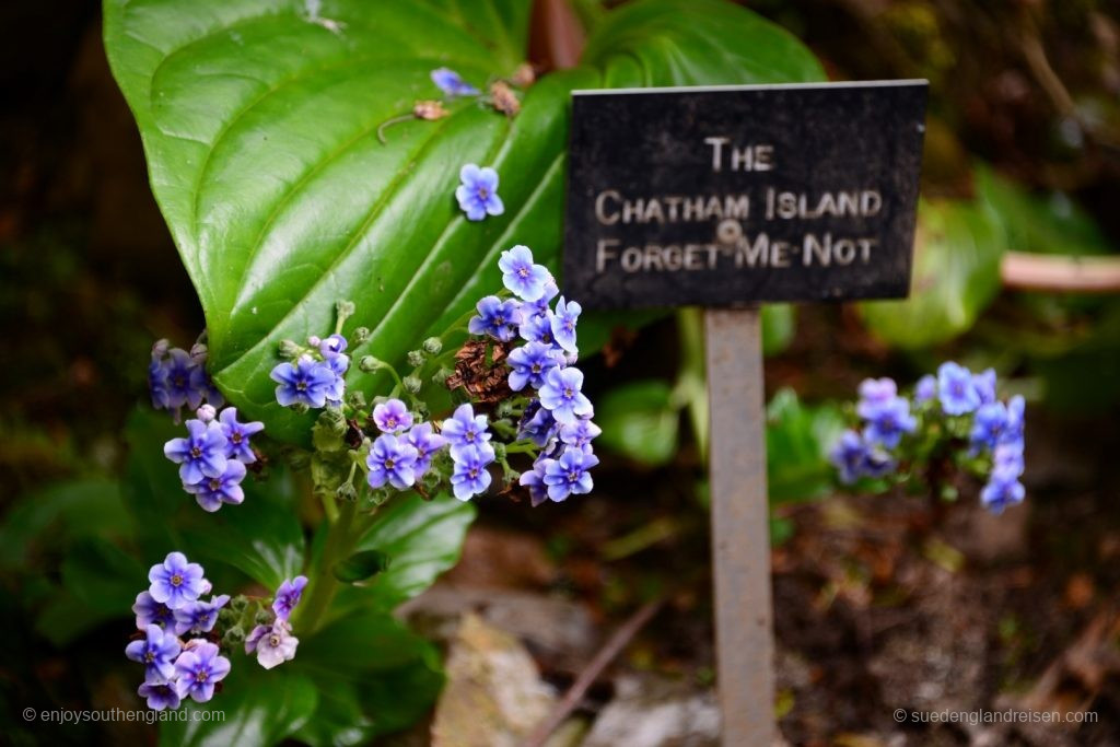 The "Forget me not" - Enys Gardens in Cornwall ist wirklich unvergesslich!