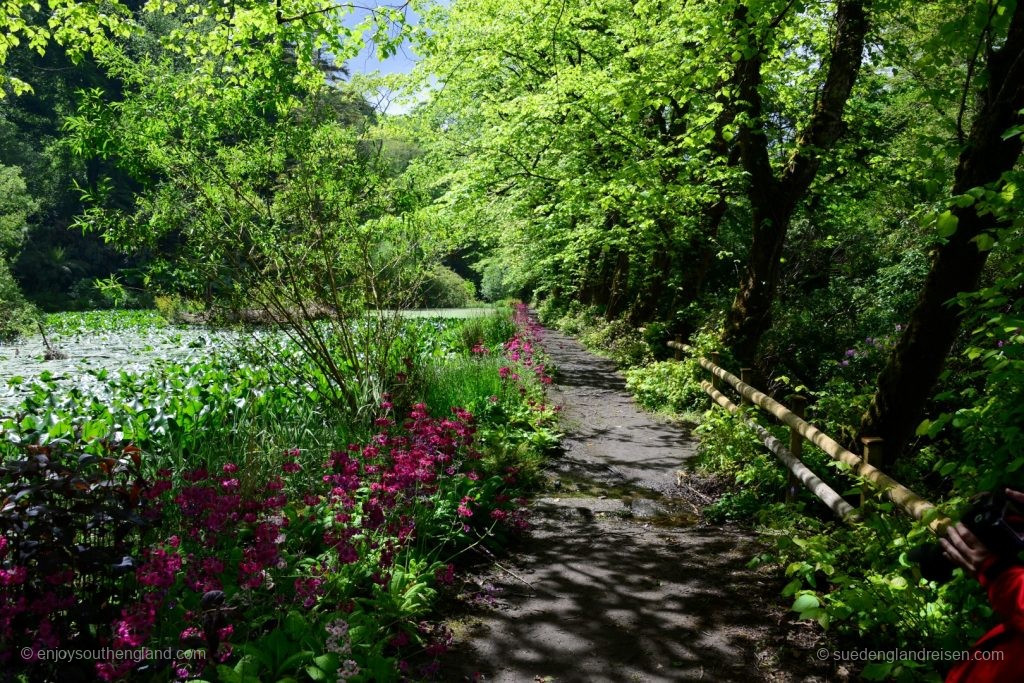 Am Teich in Enys Gardens in Cornwall