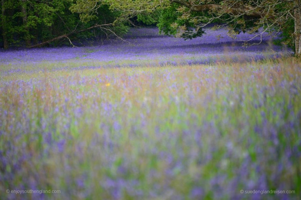 Bluebell-Teppich in Enys Gardens in Cornwall