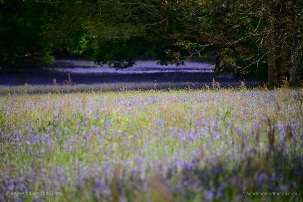 Bluebells bis zum Horizont in Enys Gardens in Cornwall