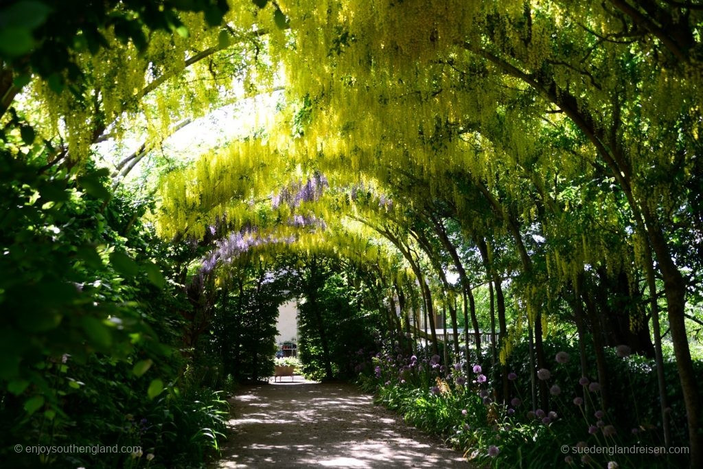 Abbey House Gardens - unter dem Gyziniendach im formalen Garten