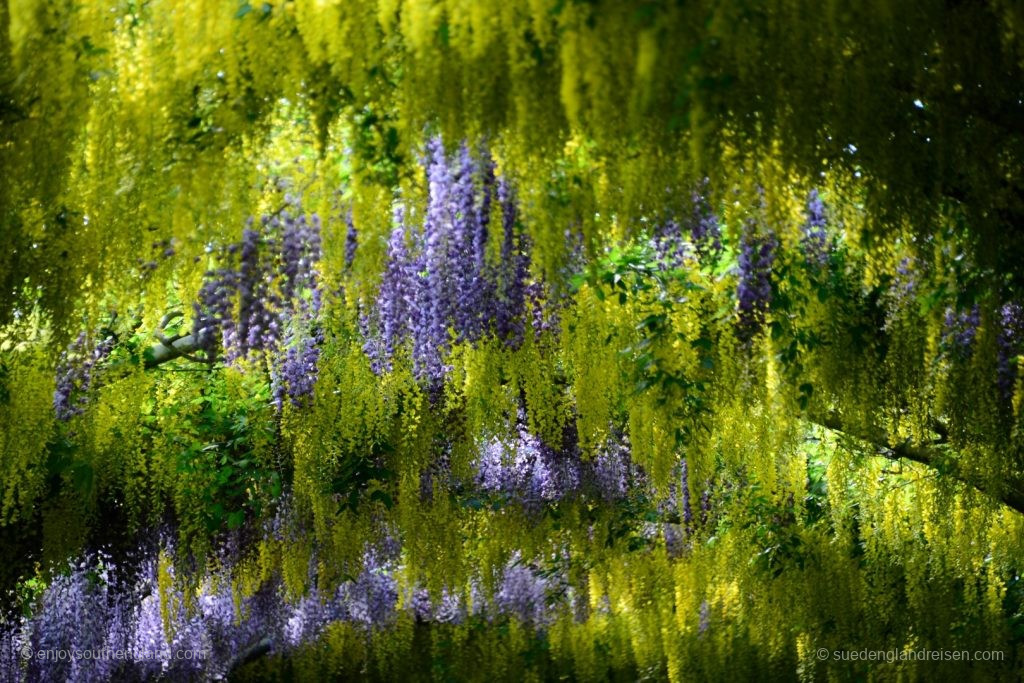 Abbey House Gardens - Glyziniendach im formalen Garten