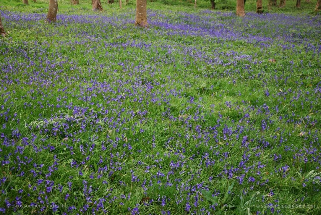 Bluebells in Hestercombe Gardens