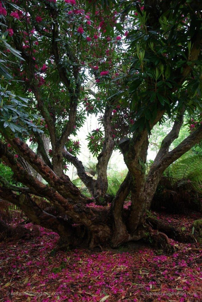 unter einem riesrigen Rhododendron in den Lost Gardens of Heligan