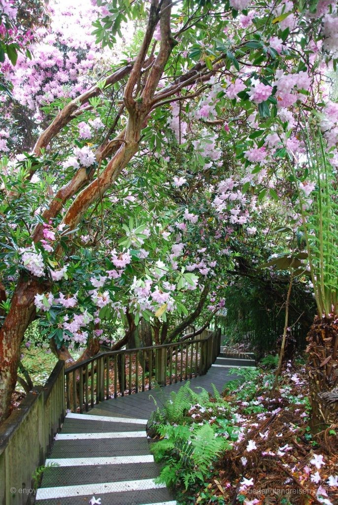 Im "Jungle" der Lost Gardens of Heligan