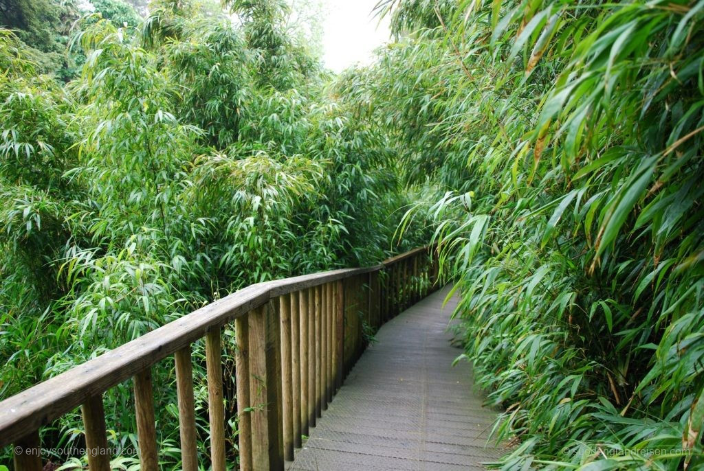 Im "Jungle" der Lost Gardens of Heligan