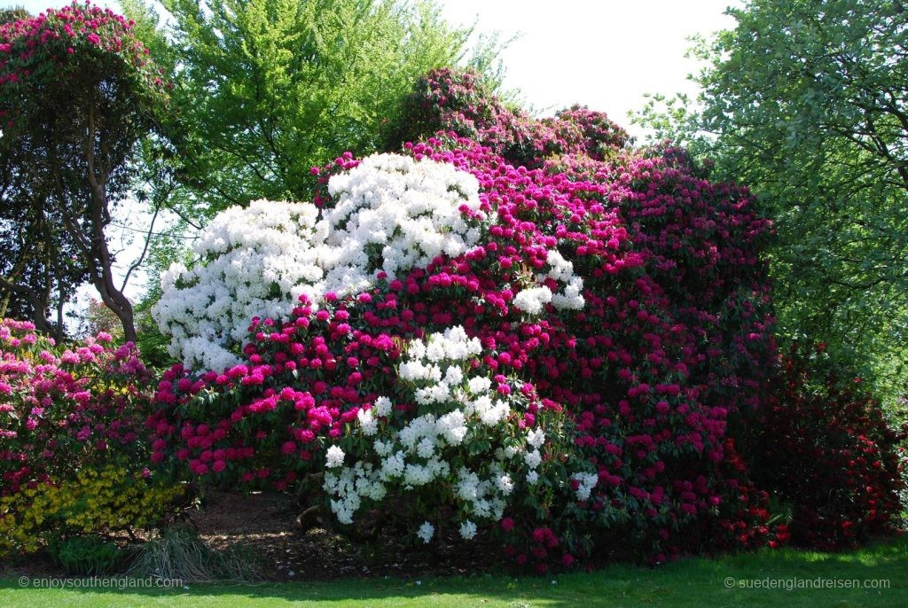 prächtige Rhododendren in Stourhead