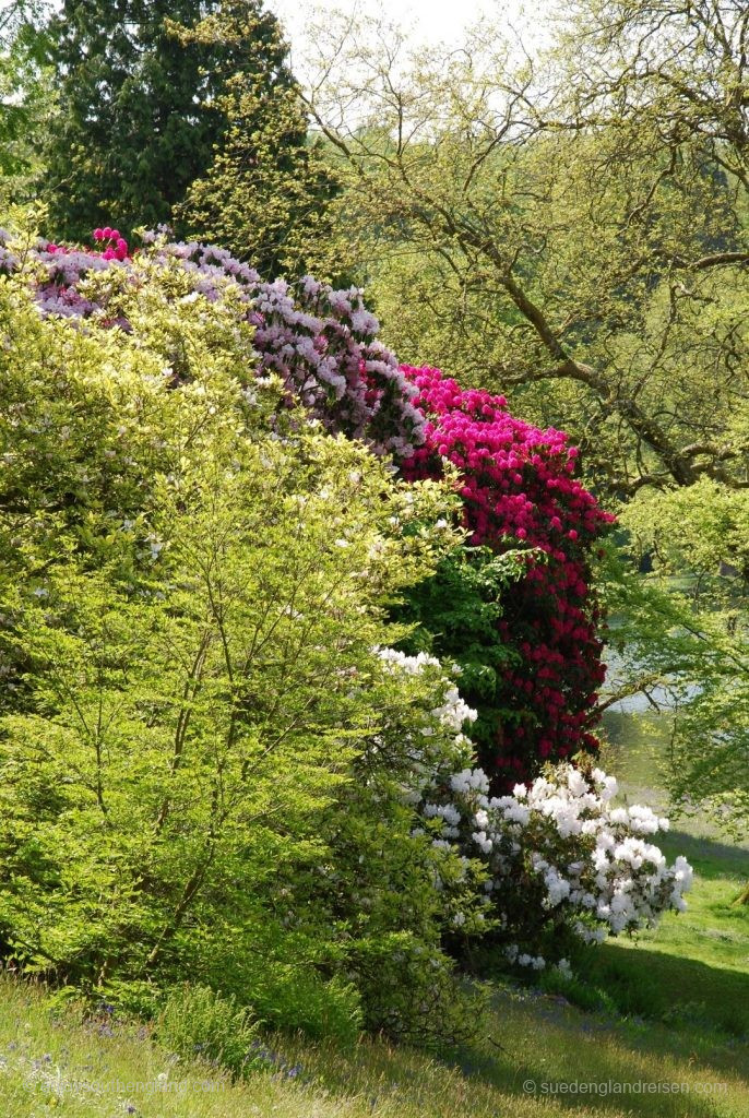 Stourhead - blühender Rhododendron