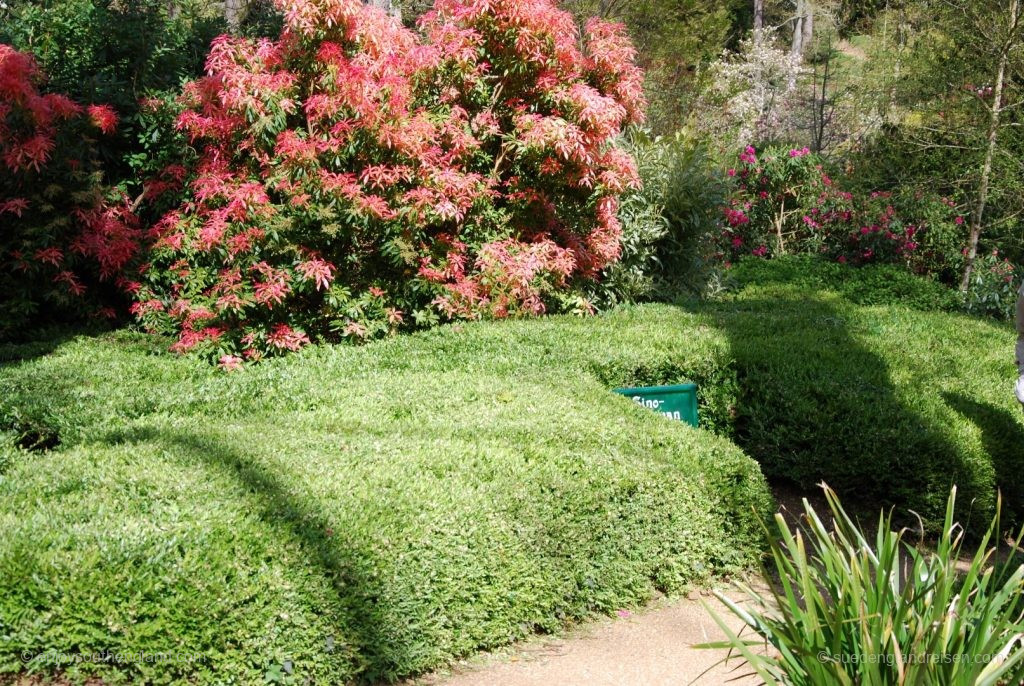 Subtropical Garden in Abbotsbury