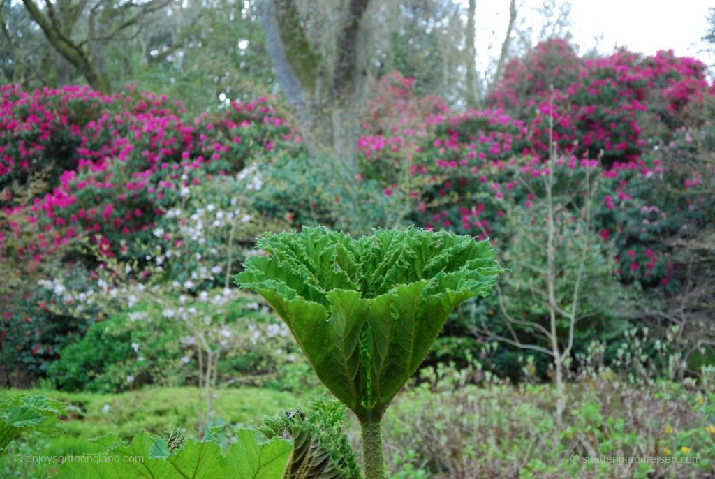 Subtropical Garden in Abbotsbury