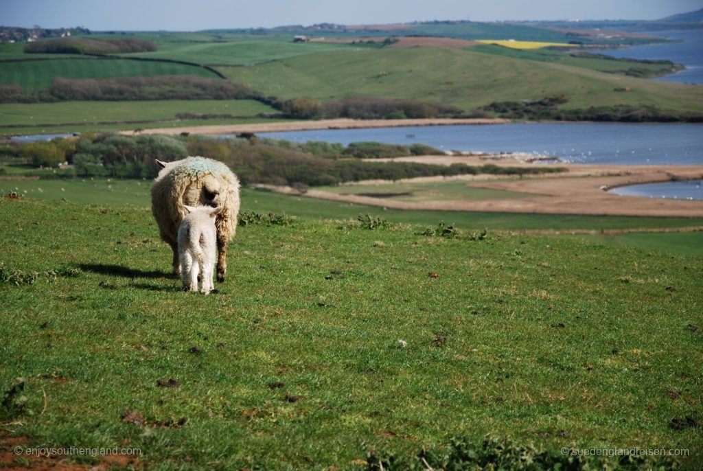 Schafparadies Jurassic Coast Viewpoint: Ab weiter zur nächsten Wiese...