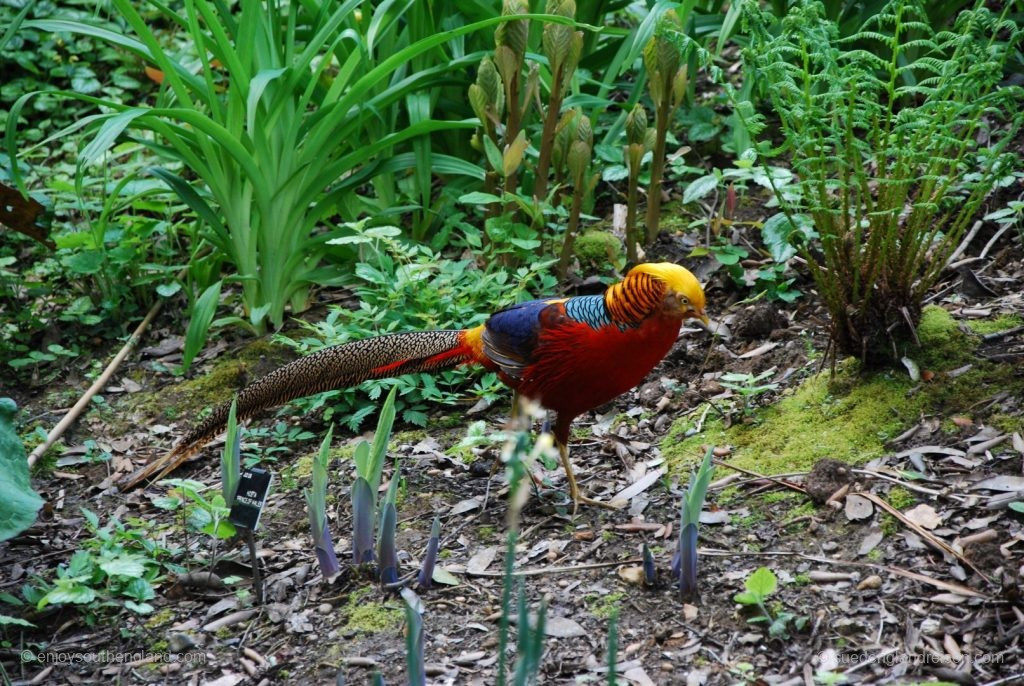 freilebende Bewohner des Subtropical Garden in Abbotsbury