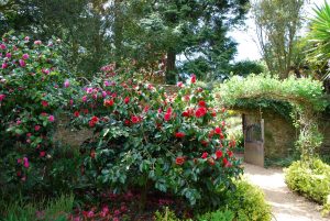 Subtropical Garden (Dorset)