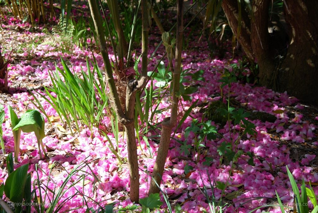 Subtropical Garden in Abbotsbury