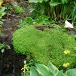 im Trebah Garden (Cornwall)