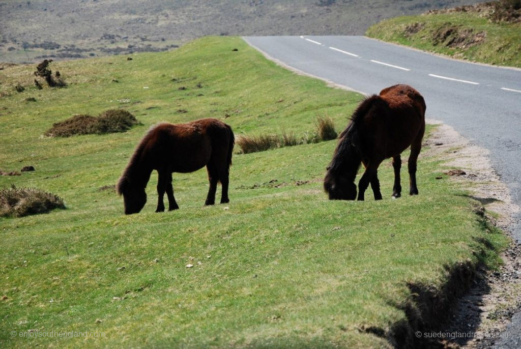 Dartmoor ponies can be found everywhere